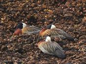 RECS amigos (agosto 2024)