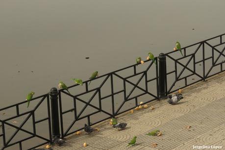 RECS y amigos (agosto 2024)