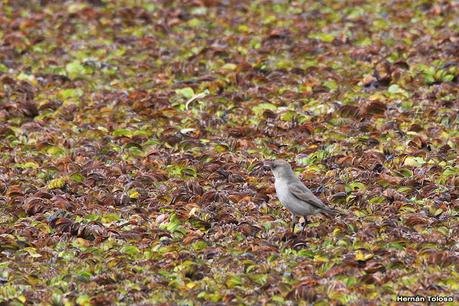 RECS y amigos (agosto 2024)