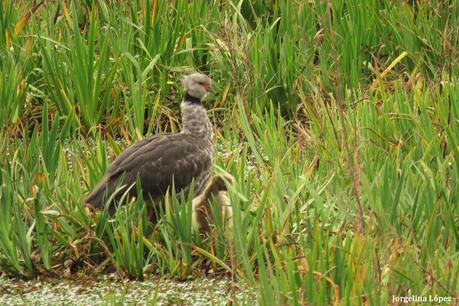 RECS y amigos (agosto 2024)