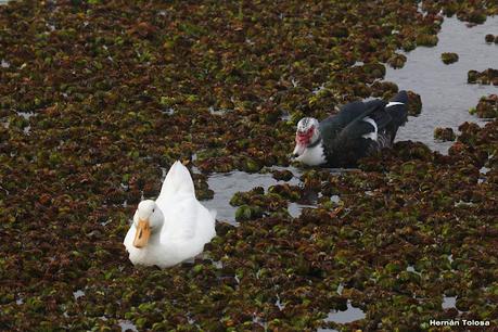 RECS y amigos (agosto 2024)