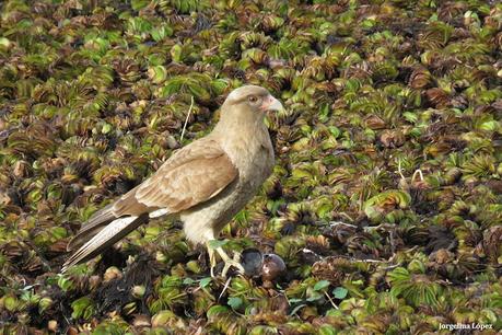 RECS y amigos (agosto 2024)