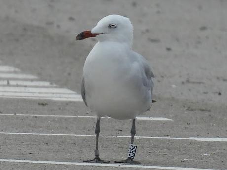 Gaviotas de Audouin anilladas
