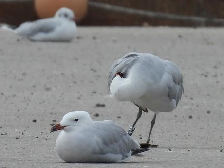 Gaviotas de Audouin anilladas