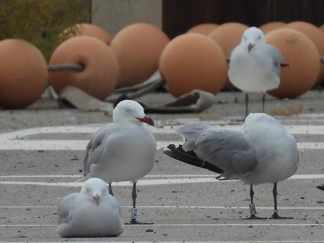 Gaviotas de Audouin anilladas