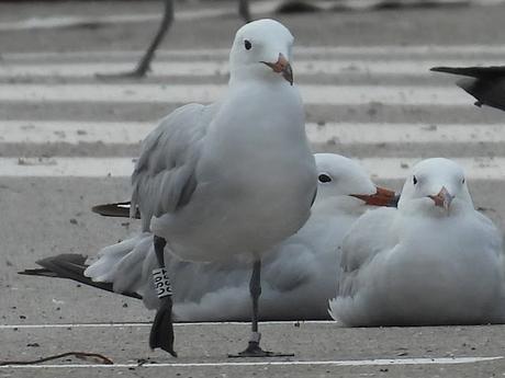 Gaviotas de Audouin anilladas