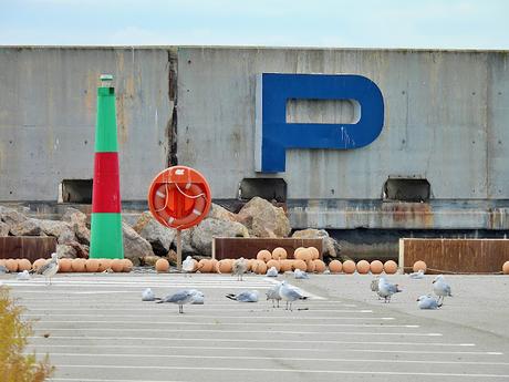 Gaviotas de Audouin anilladas