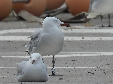 Gaviotas de Audouin anilladas