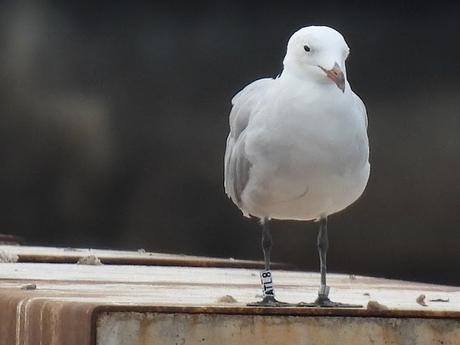 Gaviotas de Audouin anilladas
