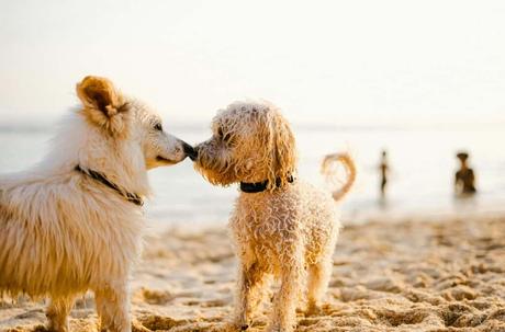 Mejores Playas de Perros en España