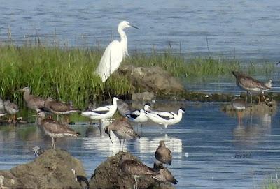 MIGRACIÓN POSTNUPCIAL (EL COMIENZO)