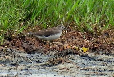 MIGRACIÓN POSTNUPCIAL (EL COMIENZO)