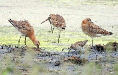 MIGRACIÓN POSTNUPCIAL (EL COMIENZO)