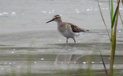 MIGRACIÓN POSTNUPCIAL (EL COMIENZO)