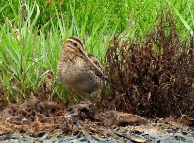 MIGRACIÓN POSTNUPCIAL (EL COMIENZO)