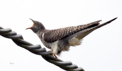 MIGRACIÓN POSTNUPCIAL (EL COMIENZO)