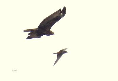 MIGRACIÓN POSTNUPCIAL (EL COMIENZO)