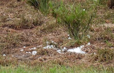 MIGRACIÓN POSTNUPCIAL (EL COMIENZO)