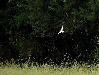 MIGRACIÓN POSTNUPCIAL (EL COMIENZO)
