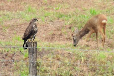 MIGRACIÓN POSTNUPCIAL (EL COMIENZO)