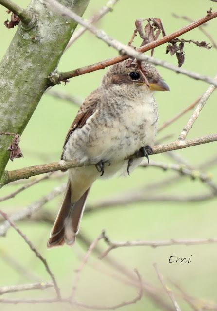 MIGRACIÓN POSTNUPCIAL (EL COMIENZO)