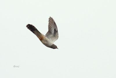 MIGRACIÓN POSTNUPCIAL (EL COMIENZO)