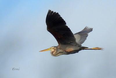 MIGRACIÓN POSTNUPCIAL (EL COMIENZO)