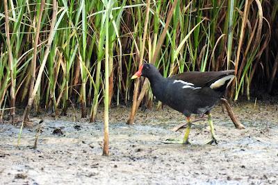 MIGRACIÓN POSTNUPCIAL (EL COMIENZO)