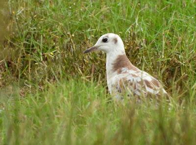 MIGRACIÓN POSTNUPCIAL (EL COMIENZO)