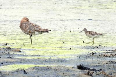 MIGRACIÓN POSTNUPCIAL (EL COMIENZO)