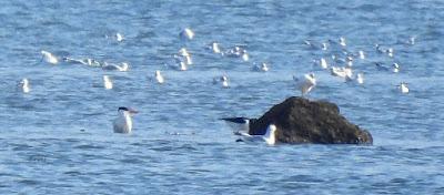 MIGRACIÓN POSTNUPCIAL (EL COMIENZO)