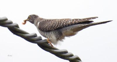 MIGRACIÓN POSTNUPCIAL (EL COMIENZO)