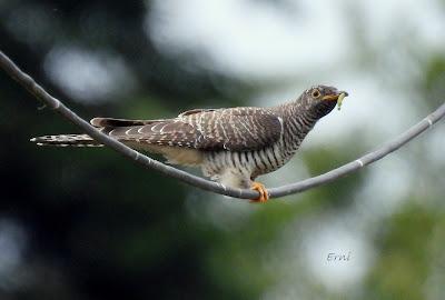 MIGRACIÓN POSTNUPCIAL (EL COMIENZO)