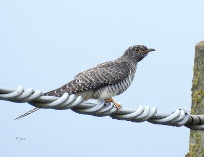 MIGRACIÓN POSTNUPCIAL (EL COMIENZO)