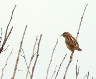 MIGRACIÓN POSTNUPCIAL (EL COMIENZO)