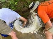 Descubrimiento colmillo mamut Edad Hielo Mississippi