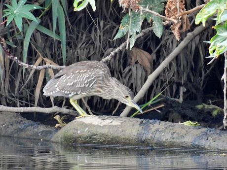 Joven Martinete en el Parc Fluvial