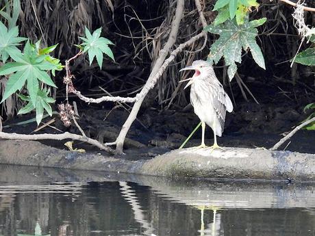 Joven Martinete en el Parc Fluvial