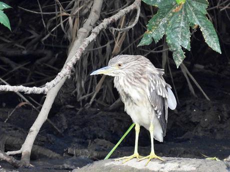 Joven Martinete en el Parc Fluvial