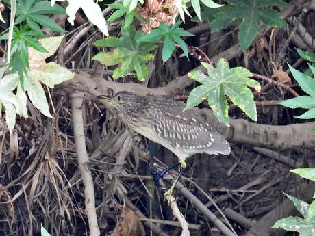 Joven Martinete en el Parc Fluvial