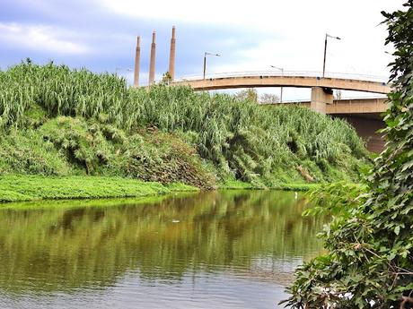 Joven Martinete en el Parc Fluvial