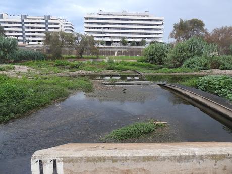 Plegadis falcinellus acosado por los perros Plegadis falcinellus acosado por los perros