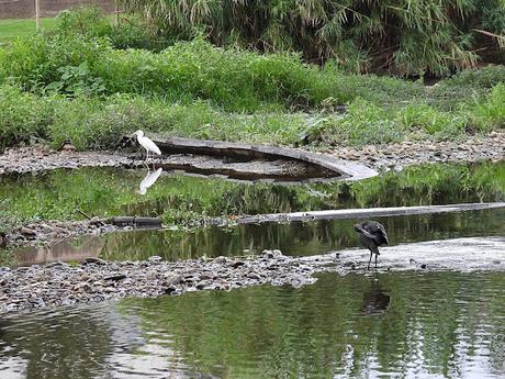 Plegadis falcinellus acosado por los perros Plegadis falcinellus acosado por los perros
