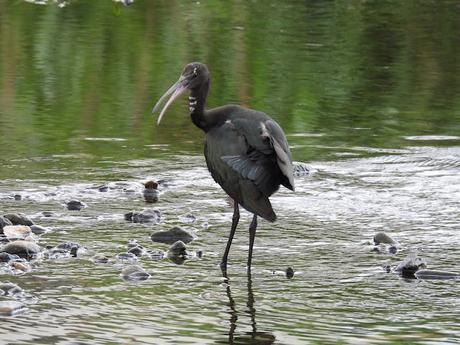 Plegadis falcinellus acosado por los perros Plegadis falcinellus acosado por los perros