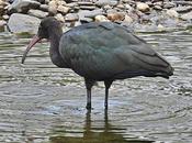 Plegadis falcinellus acosado perros