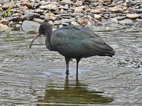 Plegadis falcinellus acosado por los perros Plegadis falcinellus acosado por los perros