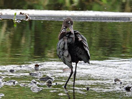 Plegadis falcinellus acosado por los perros Plegadis falcinellus acosado por los perros