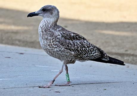 Patiamarilla joven PMSB