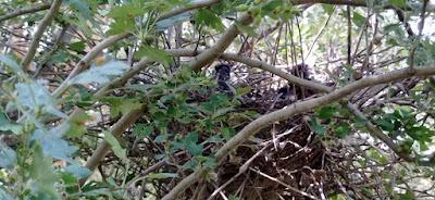 Vida y muerte en el bosque-jardín.
