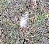 Vida y muerte en el bosque-jardín.